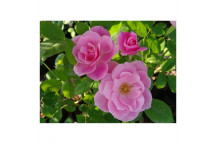 PLANT SHRUB ROSE SIMPLICITY BRIL. PINK 10L STD