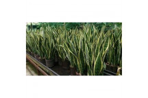 SNAKE PLANT SANSEVIERA TRIFASCIATA ï¿½LAURENTIï¿½ 12L
