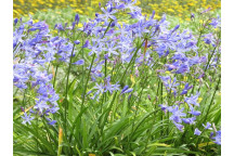 MEXICAN DAISY ERIGERON KARVINSKIANSUS GROUND COVER 15-17CM POT