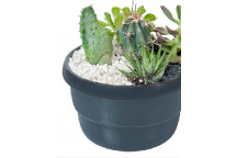 SPATHIPHYLLUM SENSATION IND FOLIAGE PLANT 20CM