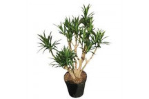 PLANT INDOOR FOLIAGE PACHIRA BRAIDED/PLATTED 23CM