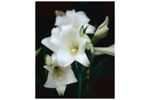 LILIUM LONGIFLORUM SNOW QUEEN FLOWER BULB 5PK