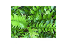 PLANT INDOOR FOLIAGE PILEA DEPRESSA 16CM H/B
