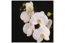 PHALAENOPSIS CASCADE ORCHID (1 STEM) 12CM POT