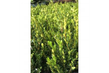 BUXUS FAULKNER GREEN BEAUTY SHRUB PLANT 7L