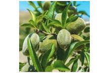 GRANAAT HERSHKOWITZ POMEGRANATE FRUIT PLANT 10L