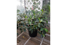 PHILODENDRON SELLOUM INDOOR FOLIAGE PLANT 23CM
