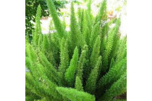 ASPARAGUS MAYERSII SHRUB PLANT 17CM