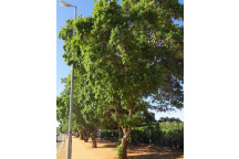 RIVER BUSH WILLOW COMBRETUM ERYTROPHYLUM TREE PLANT 20L