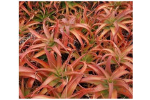 PLANT SUCCULENT ASSORTED 9CM