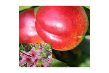 ASSORTED NECTARINE PEACH FRUIT PLANT 10L