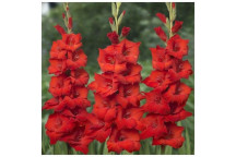 PLANT BULB FLOWER RANUNCULUS VALUE PACK MISED 100PK