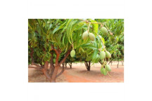 ASSORTED MANGO FRUIT PLANT 18L