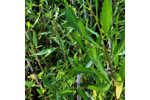 PLANT SHRUB SAND OLIVE DODONEA VISCOSE GREEN/PURPLE 19CM