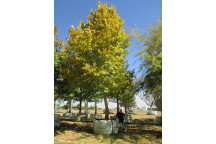 PLANT TREE BONSAI STARTER ASSORTED 22CM