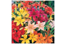 LILLIUM ASIFLORUM ASSORTED FLOWER BULBS 8PK