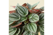 PEPEROMIA ï¿½NAPOLI NIGHTSï¿½ INDOOR FOLIAGE 12CM