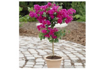 BOUGAINVILLEA CLIMBER PLANT ASSORTED 17CM