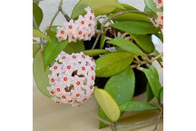 HOYA CARNOSA GREEN INDOOR FOLIAGE 14CM