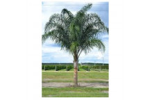 QUEEN PALM COCOS PLUMOSA PALM PLANT 20L