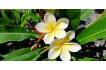 PLANT TREE PLUMERIA ASSORTED 15L FRANGIPANI