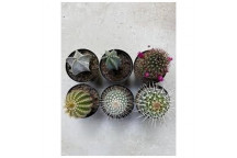 PLANT SUCCULENT CACTUS ASSORTED 7,5CM POT