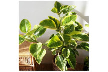PLANT INDOOR FICUS ELASTICA RUBUSTA/TINEKE/ABIJAN 14CM