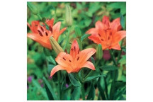 LILLIUM ASIFLORUM ORANGE/RED FLOWER BULBS 5PK