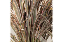 PHORMIUM NEW ZEALAND FLAX SHRUB ASSORTED 15ï¿½17CM