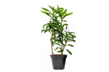 PLANT INDOOR FOLIAGE DRACAENA ASSORTED 14CM