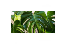 MONSTERA DELICIOUSA FOLIAGE INDOOR PLANT 20CM POT