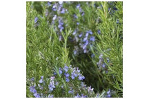 ROSEMARY BARBEQUE/TUSCAN BLUE HERB PLANT 17CM