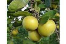 SHRUB DOVYALIS CAFFRA KEI APPLE STAKED PLANT 21CM