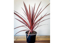 WASHINGTONIA ROBUSTA PALM PLANT 30L