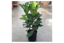 FIDDLE LEAF FIG FICUS LYRATA FOLIAGE INDOOR PLANT 3PIECE 35CM