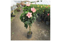 VIRGINIAN CREEPER CLIMBER PARTHENOCISSUS QUINQUEFOLIA 22CM