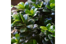 FICUS GINSENG BONSAI POT PLANT IN SOLAR BOWL 25CM