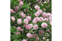 POM-POM TREE DAIS COTINIFOLIA 20L