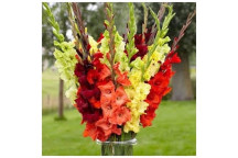PLANT BULB FLOWER HYACINTHS BLUE AND WHITE 5PK