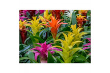 BROMELIA AECHMEA FLOWER OUTDOOR PLANT 19CM