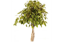 LOLLY HAWAII FICUS FOLIAGE INDOOR PLANT 20L