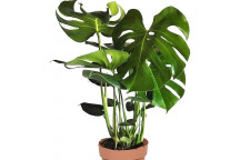 FOLIAGE MONSTERA DELICIOSA INDOOR PLANT POT 14-15CM