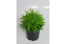 PEPEROMOIDES PILEA INDOOR FOLIAGE 12CM