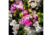 PLANT CLIMBER BOUGAINVILLEA MAGNIFICA DARK PURPLE 15L STAKED