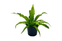 ASPLENIUM ANTIQUUM FOLIAGE INDOOR PLANT 15CM POT