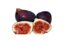 PLANT FRUIT FIG ASSORTED 9-10L
