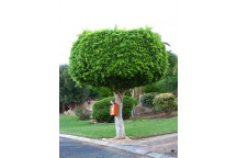 PLANT TREE BONSAI FICUS BURTT DAVIDII IN BLACK BAG