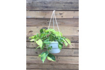 PLANT IND FOLIAGE PHILODENDRON SCANDENS 16CM H/B