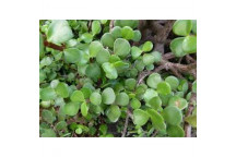 STANDARD PORTULACARIA AFRA SUCCULENT PLANT 12L 800MM