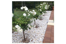 PLANT SHRUB ROSE ICEBERG STD 10L